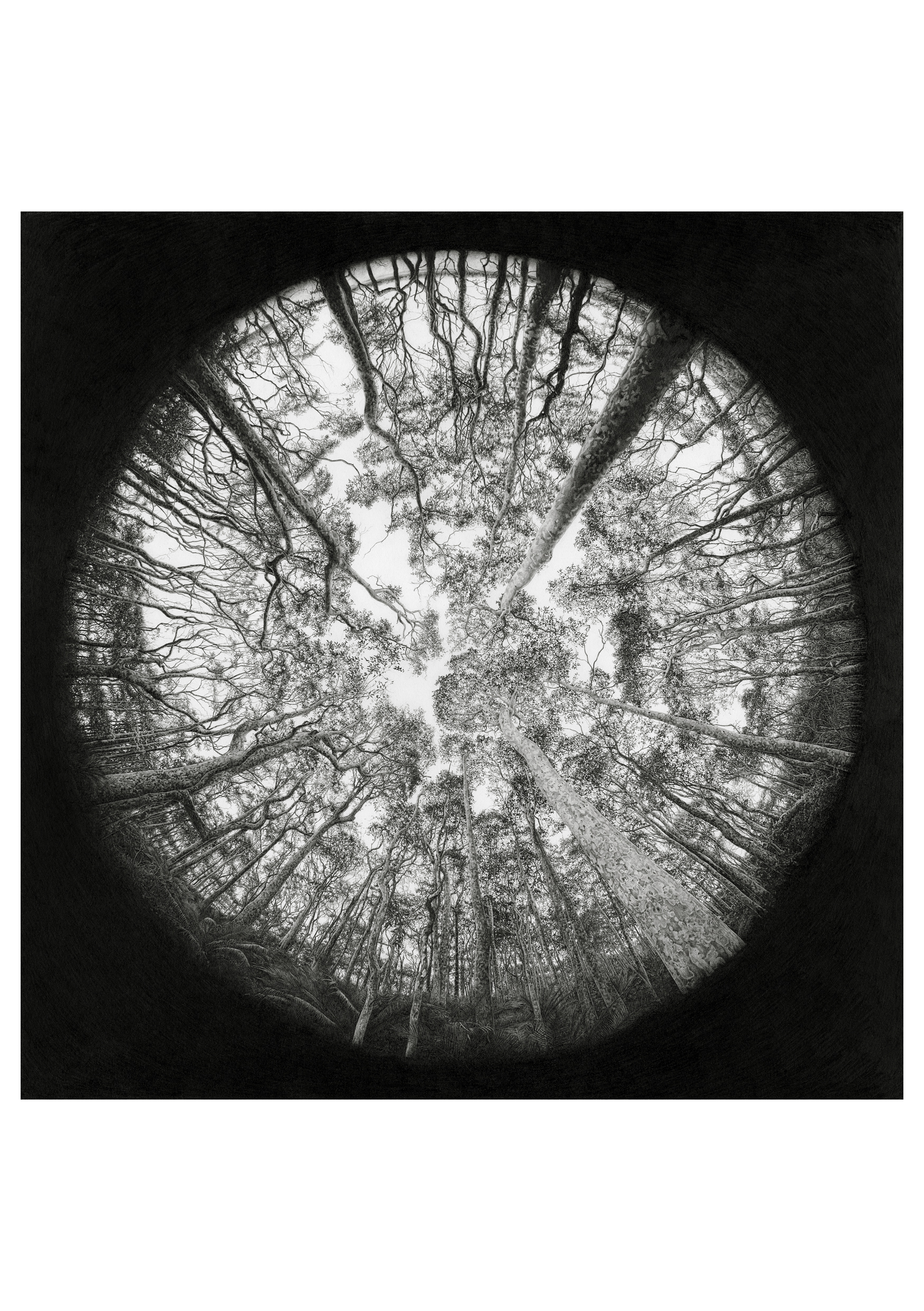 Fractal Forest by Eamonn Jackson | Lethbridge 20000 2023 Finalists | Lethbridge Gallery