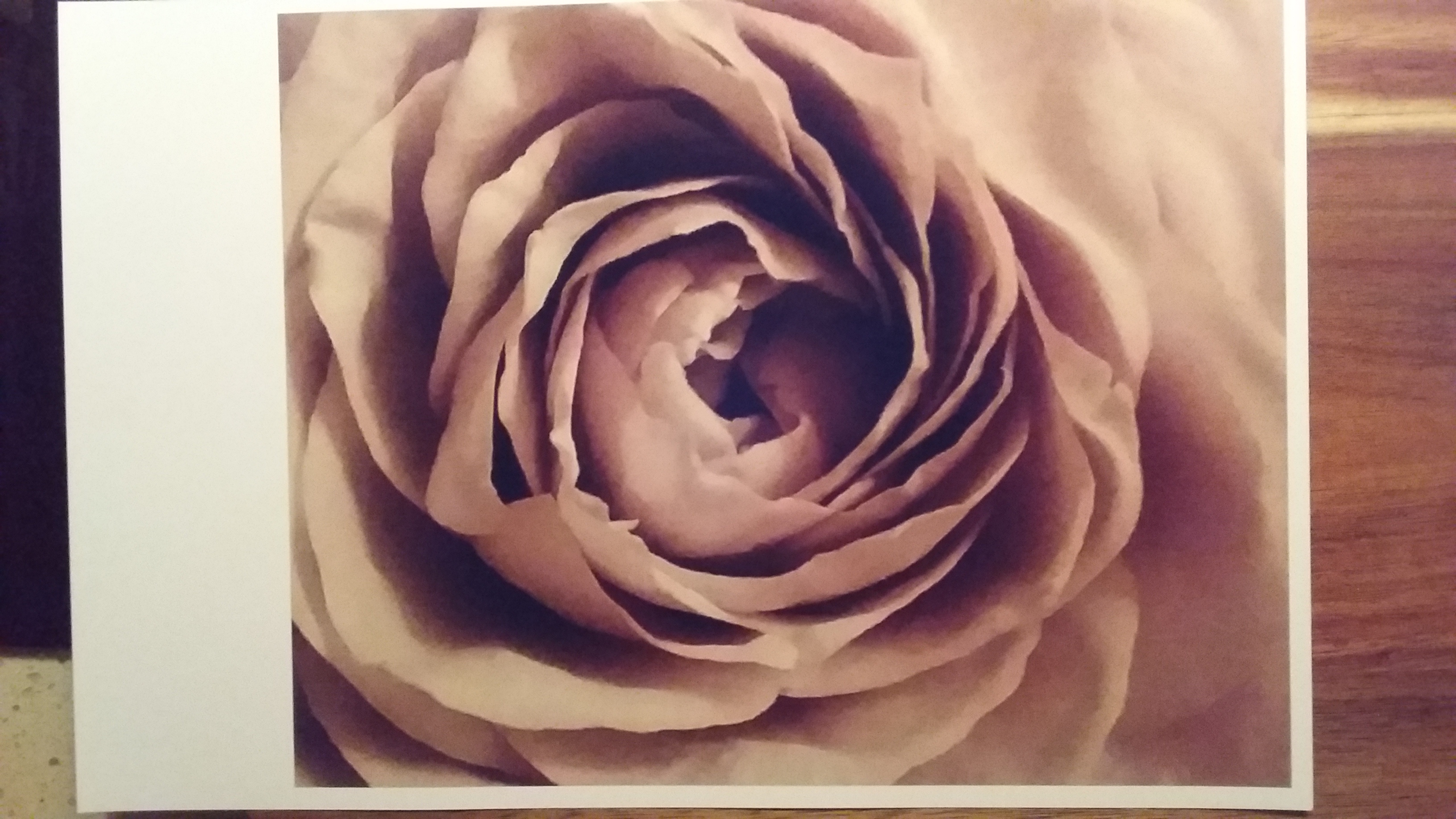 A rose by Morgen Sellen | Lethbridge 20000 2023 Finalists | Lethbridge Gallery