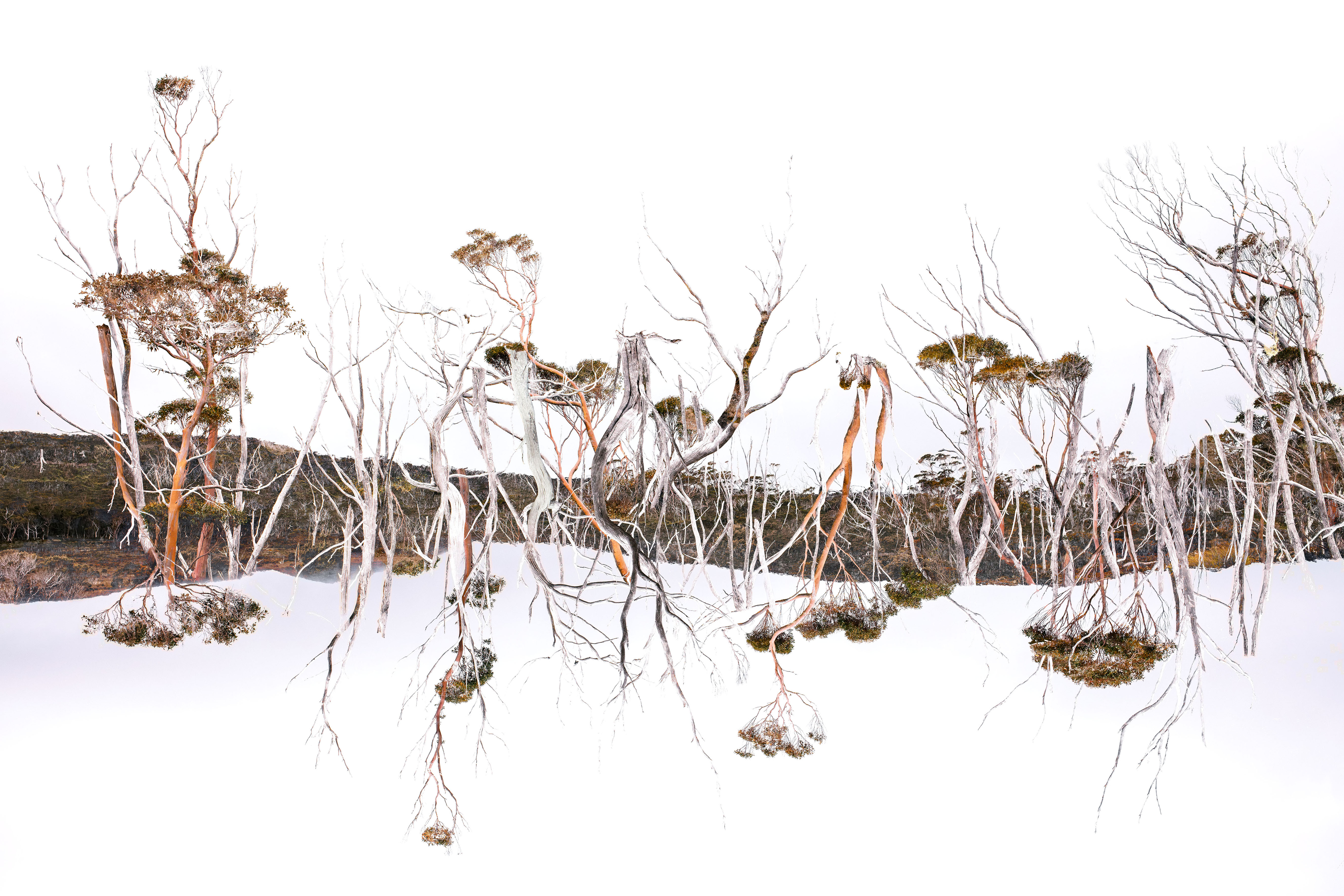 Tasmanian Entanglement by Lindsay Webb | Lethbridge Landscape Prize 2024 Finalists | Lethbridge Gallery