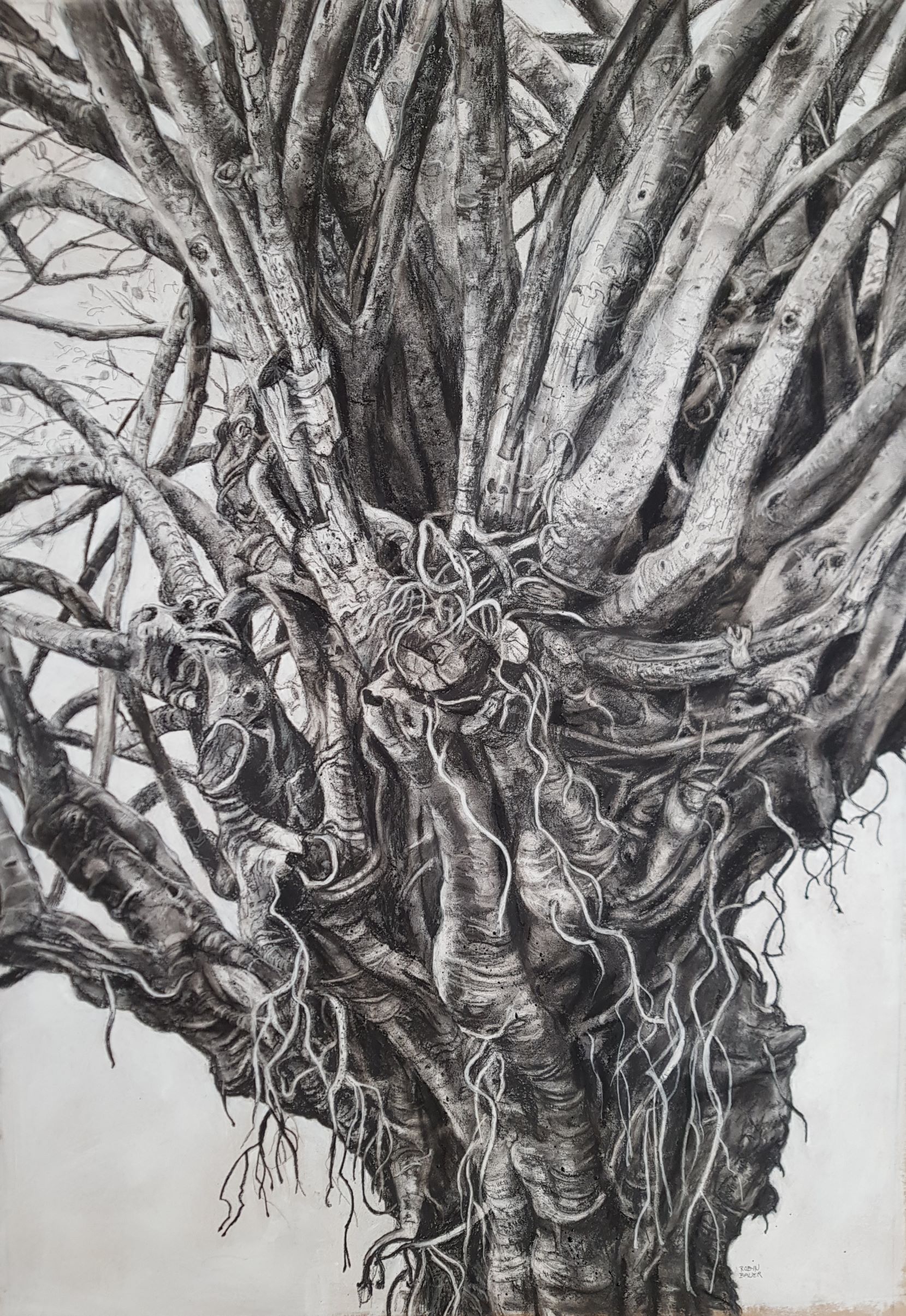 Aged Fig Tree - Beauty is Truth by Robyn Bauer | Lethbridge Landscape Prize 2021 Finalists | Lethbridge Gallery
