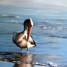 Pelican Reflections I by Michelle Caitens | The Studio Store Finalists | Lethbridge Gallery