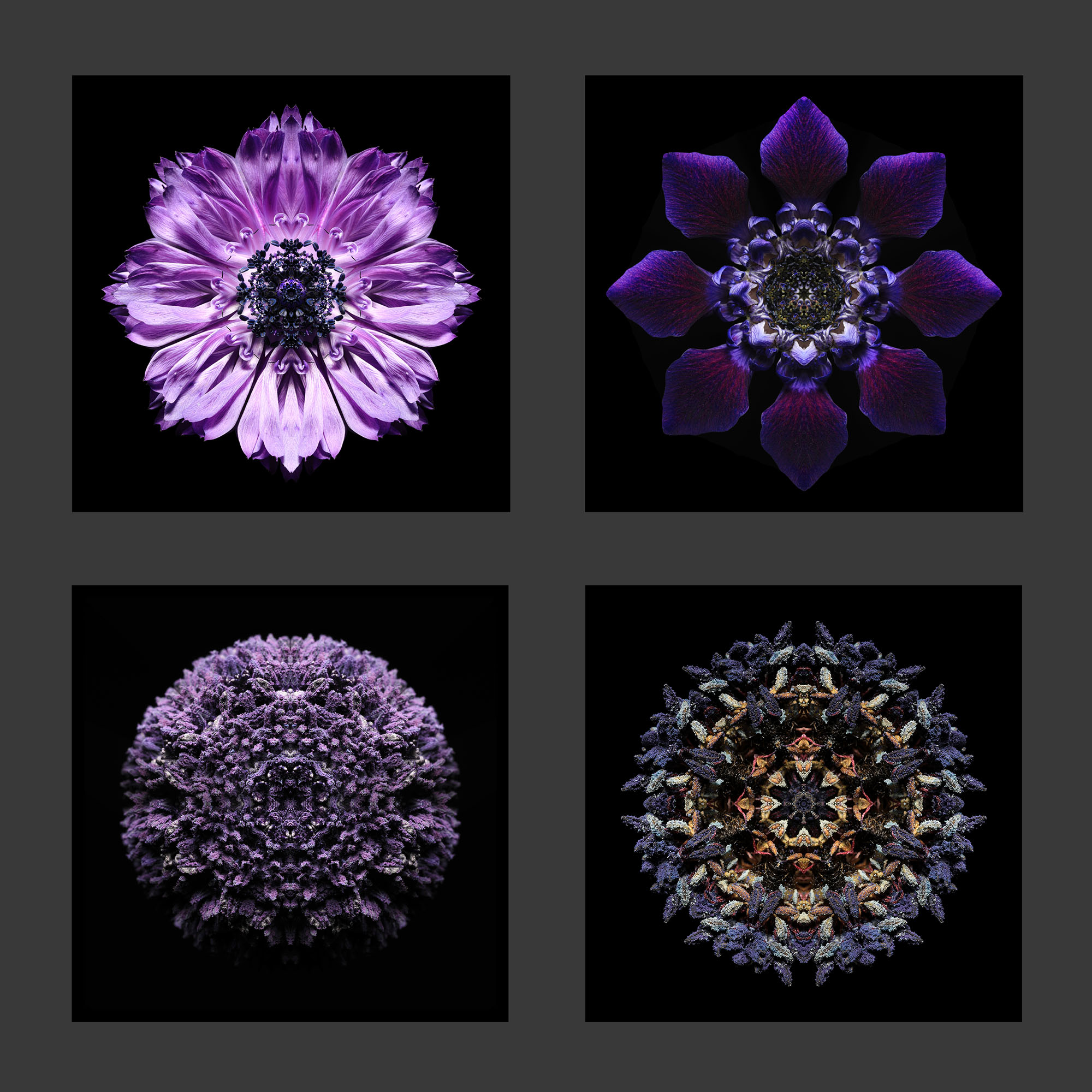 Apophony Series - Anemone 1, Anemone 4, Anemone Gynoecium 1, Anemone Gynoecium 5 by Ben Blick-Hodge | Lethbridge 20000 2021 Finalists | Lethbridge Gallery