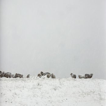 Snowy Wethers by Jason McDonald | Lethbridge Landscape Prize 2022 Finalists | Lethbridge Gallery