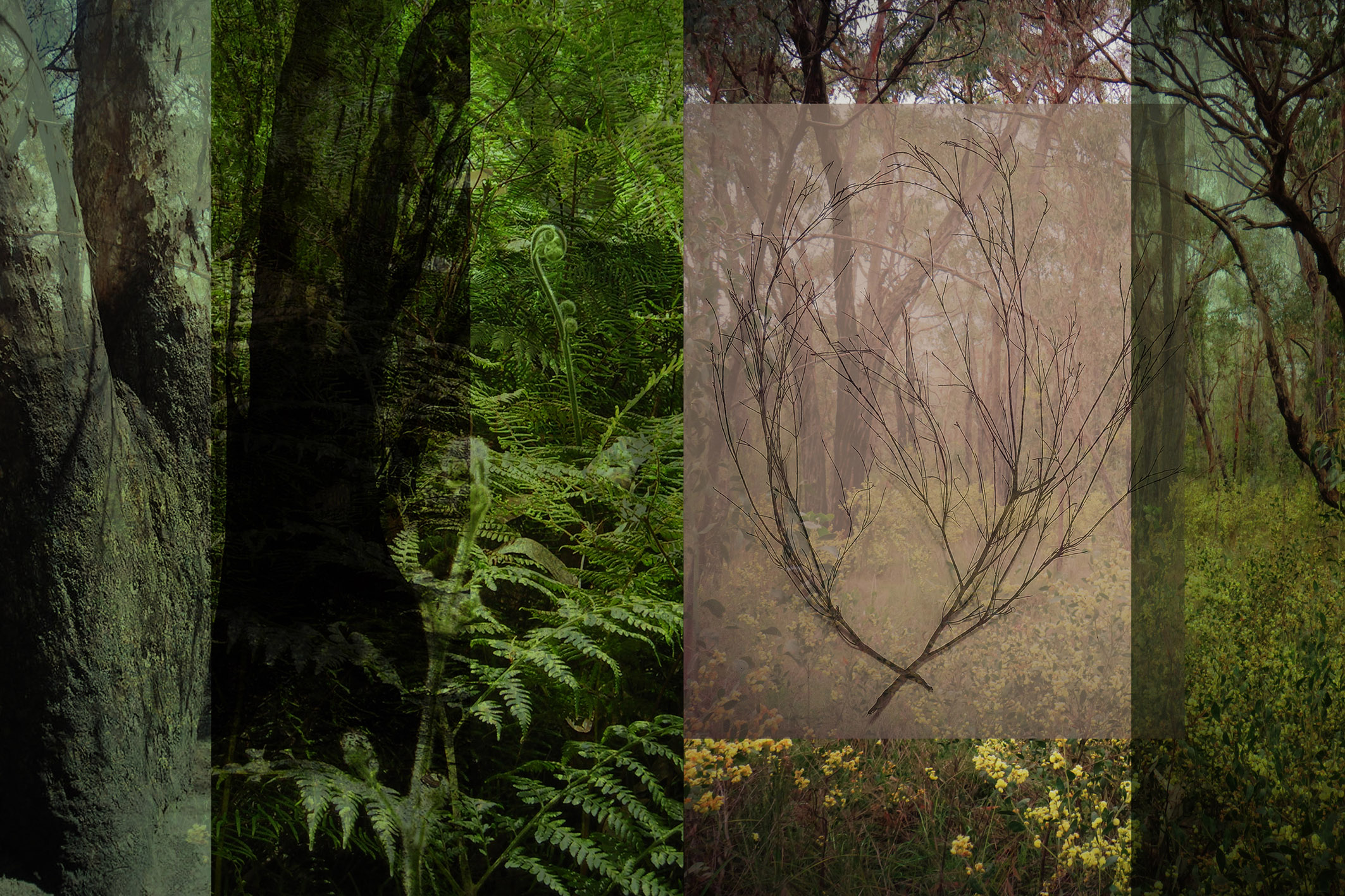Fern and burnt forest (regenerated) by Sophie Finlay | Lethbridge Landscape Prize 2022 Finalists | Lethbridge Gallery